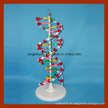Big DNA Double Helix Struktur Modell für Bildung